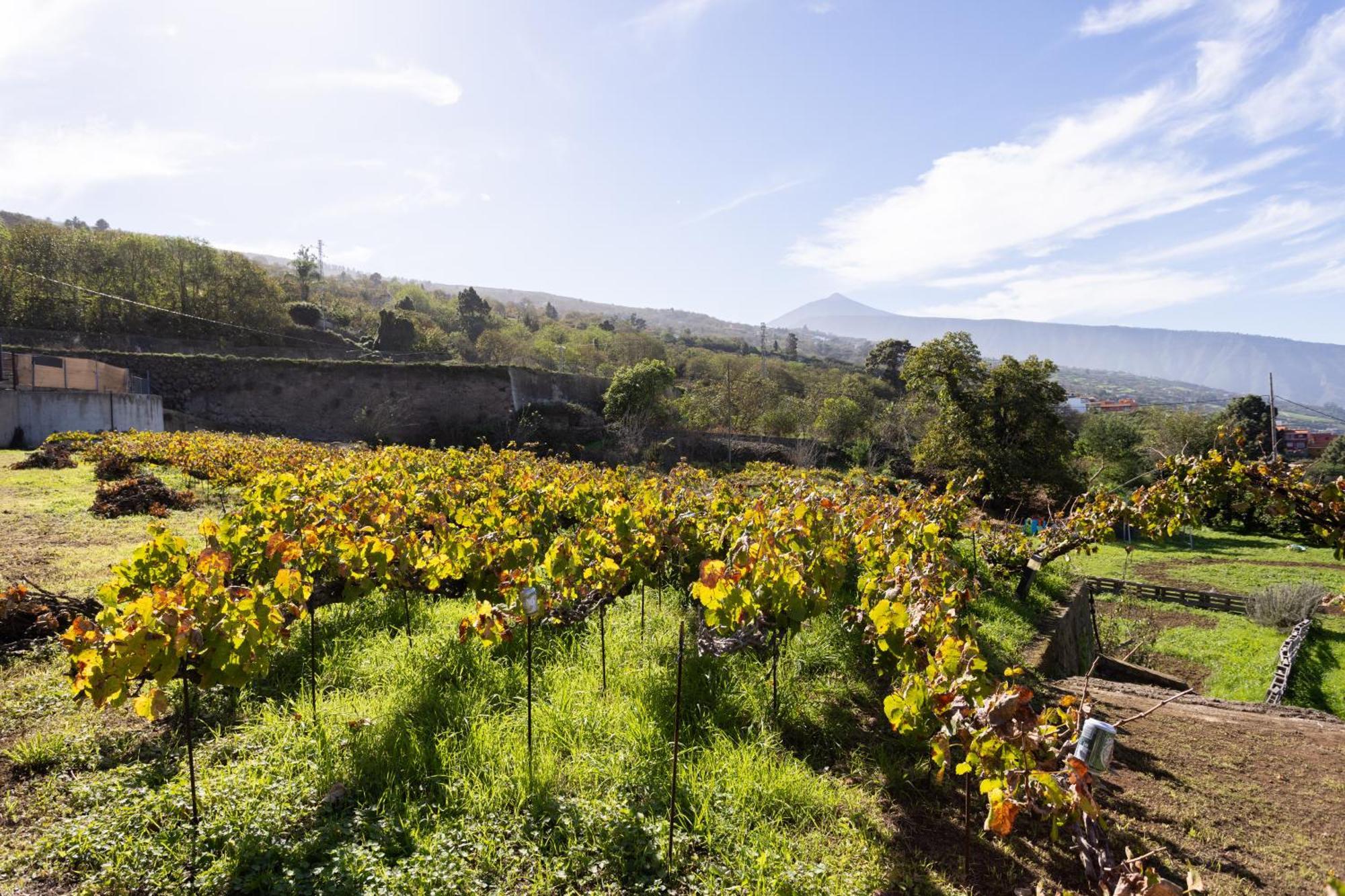 Ek Drago Finca El Milagro Ла Оротава Екстериор снимка