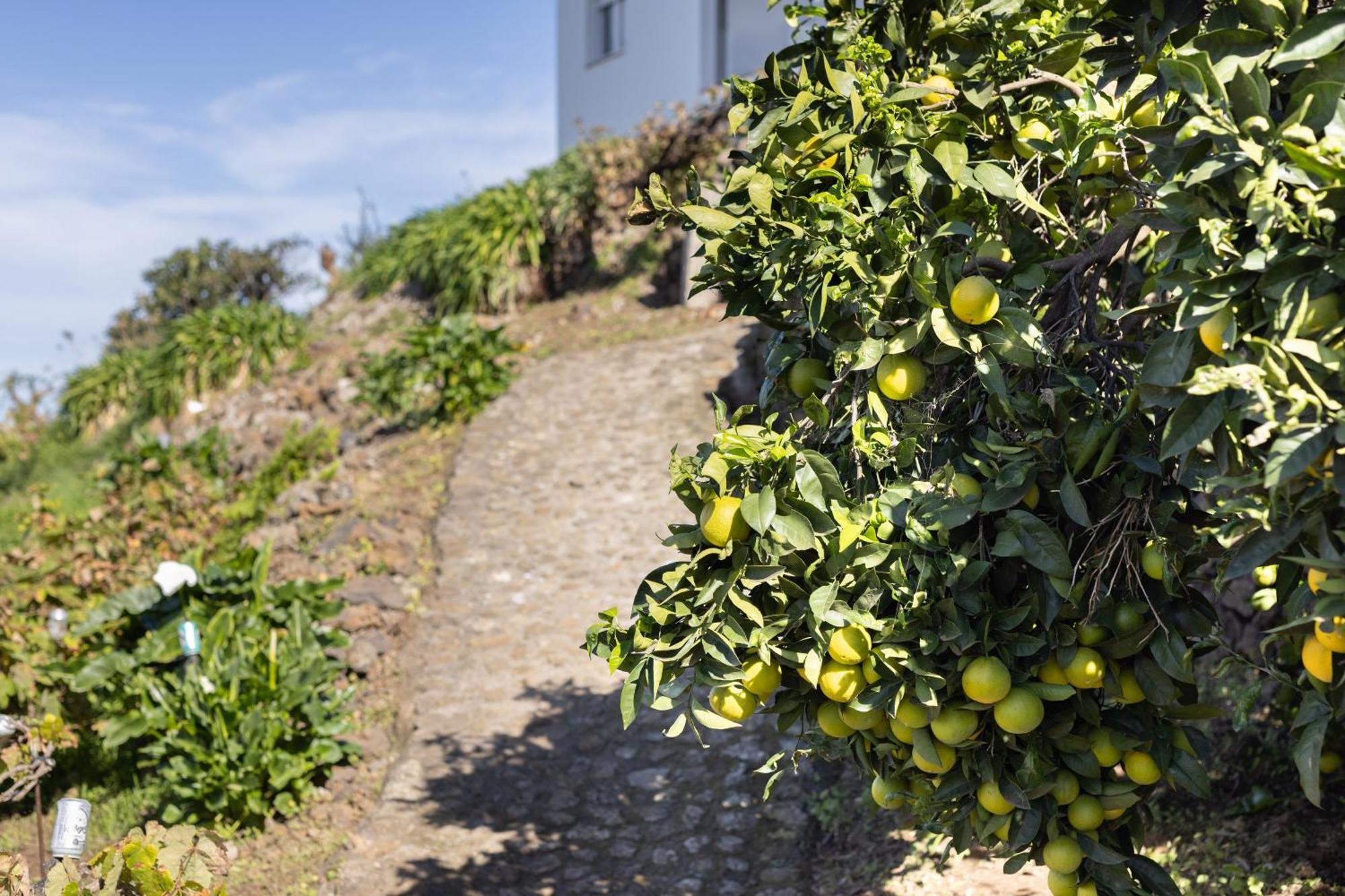 Ek Drago Finca El Milagro Ла Оротава Екстериор снимка